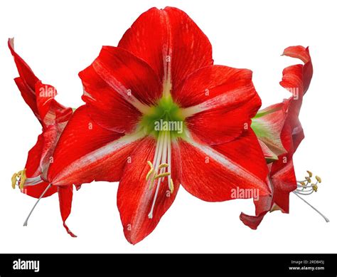 Amaryllis big red flowers isolated on white background close up ...