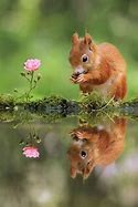 Image result for Cutest Wild Animals On Earth