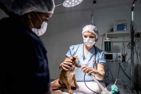 Anesthesia Airway Medicine Given Dog 的图像结果