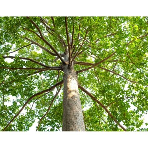 Bundle of Five "Terminalia Delights" - Nursery Nisarga