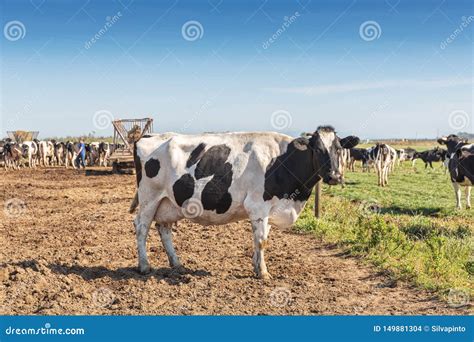 Dairy Cow of the Holstein Breed Friesian, Grazing on Green Field Stock ...
