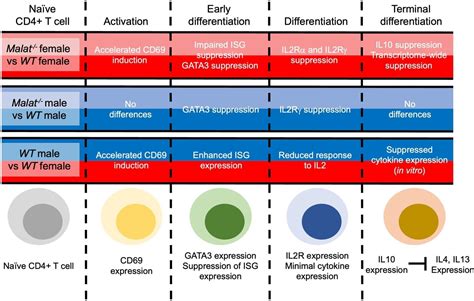 A single gene may explain why immune responses differ between men and women – Lifeboat News: The ...