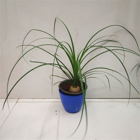 Nolina Palm (Beaucarnea Recurvata) - NurseryBuy