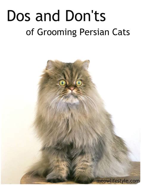 Dos and Don'ts of Grooming Persian Cats | Meow Lifestyle