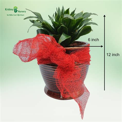 Buy Snake Plant with Fiber Pot | Best Indoor Plant | Krishna Nursery ...