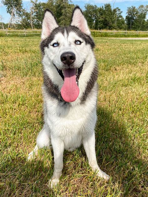 Husky Siberiano: el perro más parecido al lobo que existe