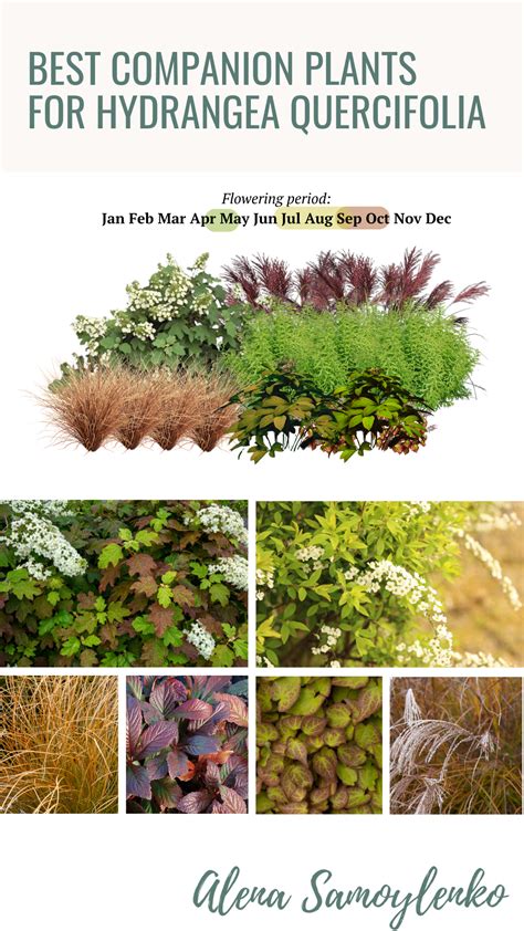 What to plant with oakleaf hydrangea 3 ready to use plant combinations ...