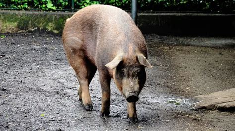 Discovering the Duroc Pig | History, Characteristics, and Care Tips ...