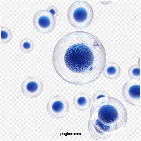 Cell Structure PNG 的图像结果