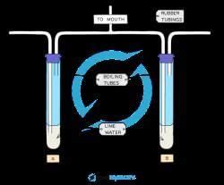 Investigating the Differences in Inspired and Expired Air - Biology for ...