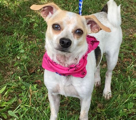 Gallery — Humane Society of Faulkner County