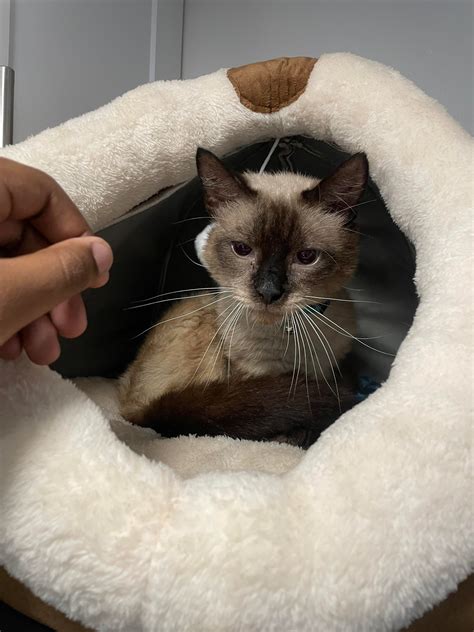 Bear reppin old school Seattle Sonics ️‍🔥🏀 : r/Siamesecats