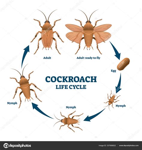 Stink Bug Life Cycle Diagram : Figeater Beetle Brown Marmorated Stink ...