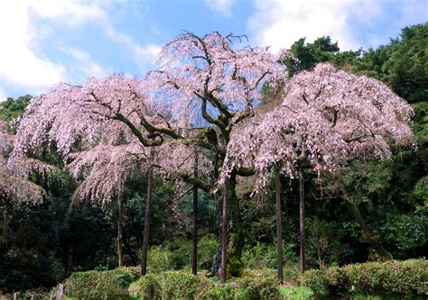 Weeping Cherry Tree
