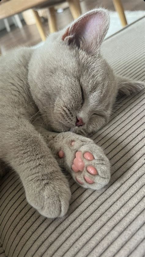 Pin by rissa on British shorthair cat/grey cat | Cute cats and dogs, Baby cats, Cute baby animals