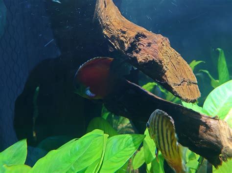 Image result for Discus Fish Shops