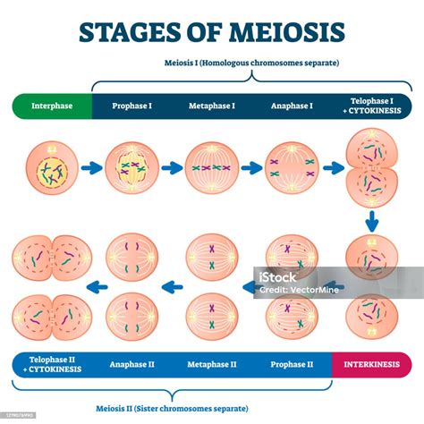 Mitosis Stages Labeled