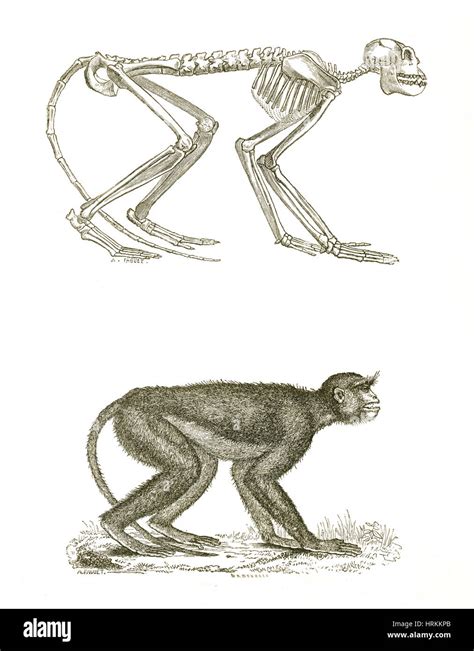 Image result for Mesopithecus vs