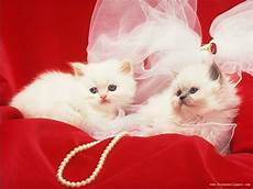 Beautiful Cat Backgrounds by Beautiful Wallpaper Beautiful Cat Wallpapers Beautiful Cat Backgrounds