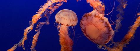 Image result for Deep Learning InDesign