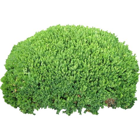 Free Tree Bush Cliparts, Download Free Tree Bush Cliparts png images ...