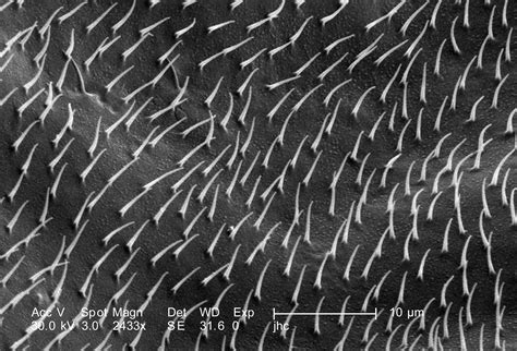 Insect 的图像结果