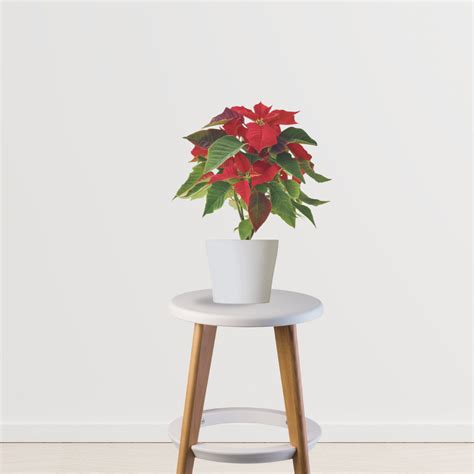 Poinsettia Red Plant – Gardengram