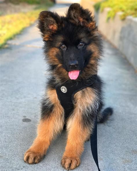 cute 🐕 | Really cute dogs, Shepherd puppies, German shepherd puppies
