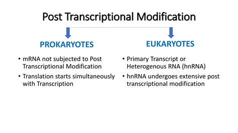 Post Transcriptional Modifications | PPTX