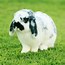 Image result for Cute Dogs and Bunnies