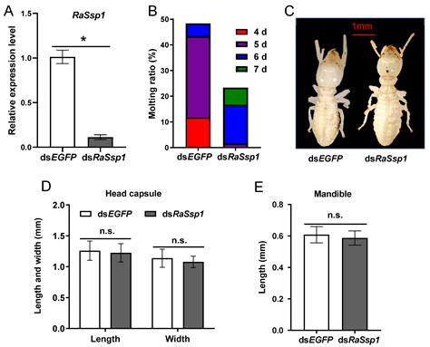 Soldier Caste-Specific Protein 1 Is Involved in Soldier Differentiation ...