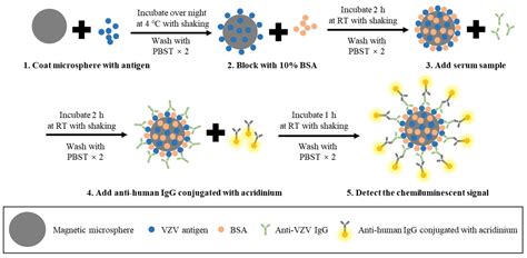 Current Methods for the Detection of Antibodies of Varicella-Zoster ...