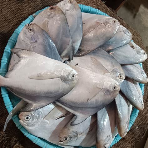 Silver Pomfret/Paplet Whole Clean - Doof Meat