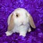 Image result for Cute White Baby Bunny Rabbits