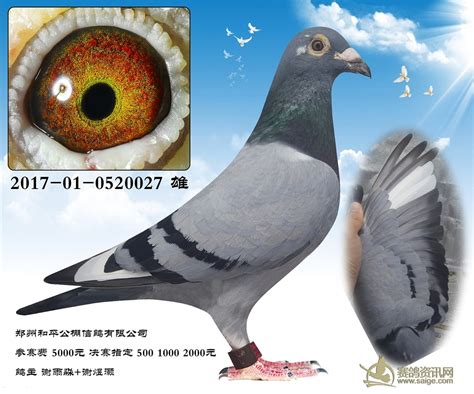 我的国血鸽--中国信鸽信息网相册