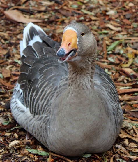 A orange bill goose at Kindred Spirits Care Farm https://www.facebook ...