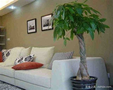 最适合客厅摆放的15种大行绿植，超大气漂亮！ - 知乎