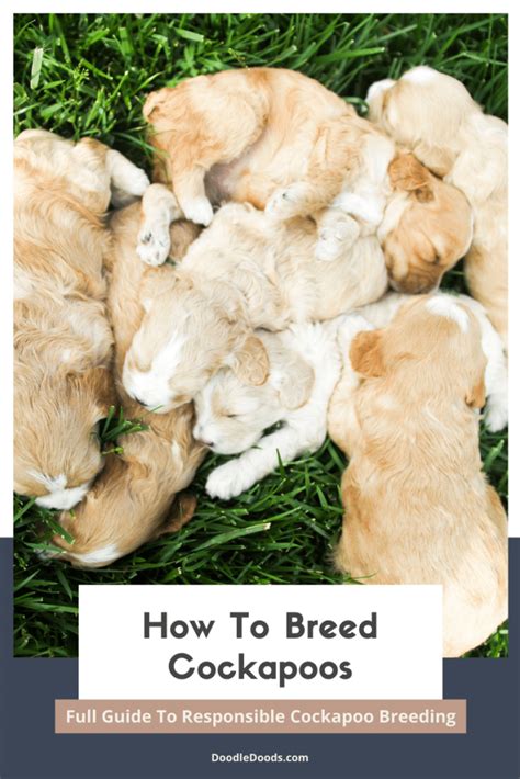 How To Breed Cockapoos: Full Guide To Responsible Cockapoo Breeding
