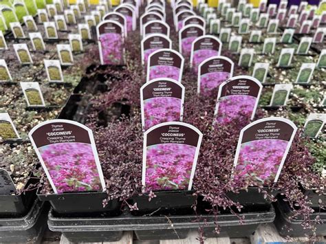 Red creeping thyme 🌿 ️ Transform your garden with this aromatic and ...