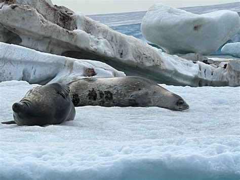 Encounter the Magnificent Seals of Antarctica on a Seabourn CruiseThe ...