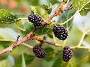 Cloud Farm Shahtoot/Mulberry Plant Price in India - Buy Cloud Farm ...