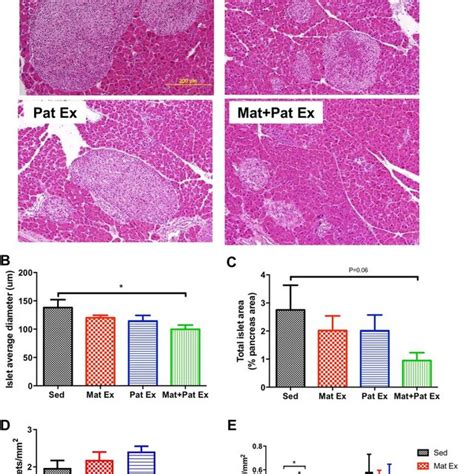 Paternal Exercise 的图像结果