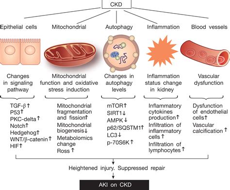 References in AKI on CKD: heightened injury, suppressed repair, and the ...