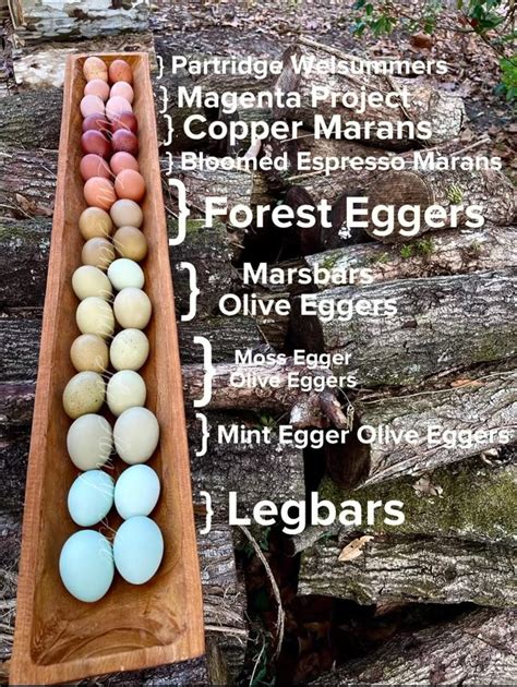 Image result for Chicken Farming Tips