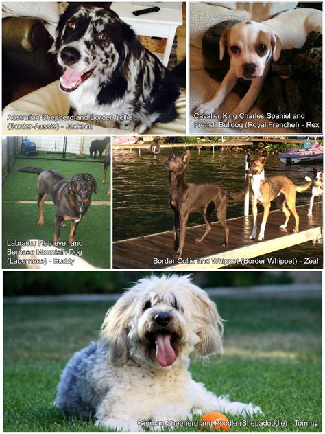 Farmers Insurance® & Pets Best Reveal Top 5 Hybrid Dog Breeds