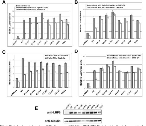 Figure 4 from Reduced Afﬁnity to and Inhibition by DKK1 Form a Common ...