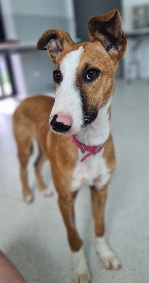 Arabella - Medium Female Whippet Mix Dog in QLD - PetRescue
