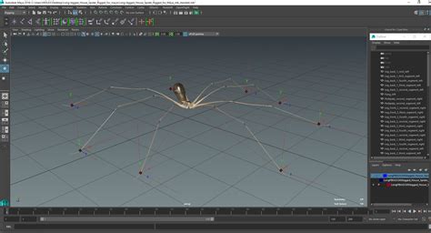 3D model Long-legged House Spider Rigged for Maya | 3D Molier International