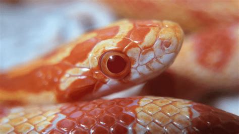 Snake App Download 的图像结果