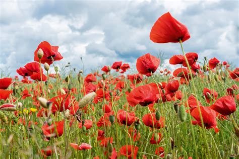 The six varieties of poppy every gardener needs to know - Country Life